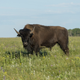 Illustration for article titled Teen Tries to Take Pic With Bison, Gets Gored